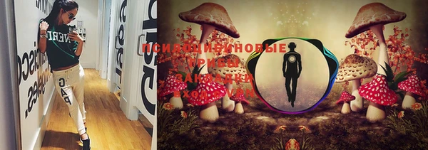 PSILOCYBIN Ладушкин